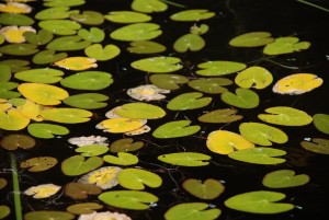 lily pads in shallow water